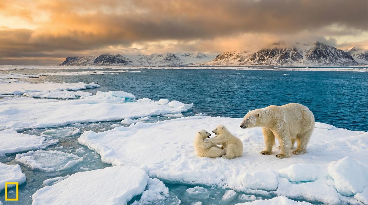 福利姬北极熊视频